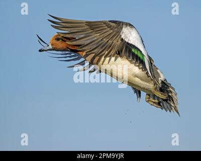 Maschio Eurasian Wigeon (Anas penelope) arrivando a terra, Frampton Marsh, Lincolnshire, Inghilterra Foto Stock