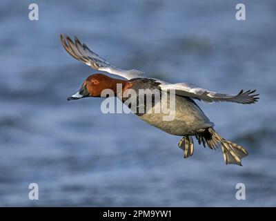 Pochard comune maschile (Aythya ferina) arrivando a terra sul lavaggio Ouse, Norfolk, Inghilterra Foto Stock
