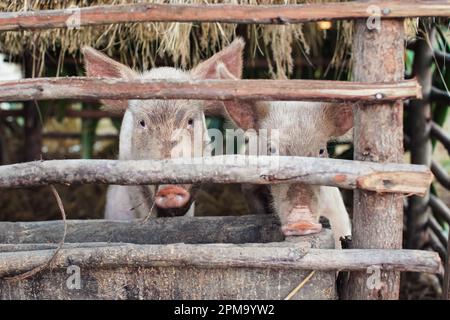 Due piccoli maiali in una piccola stalla, che guardano attraverso le sbarre di legno Foto Stock