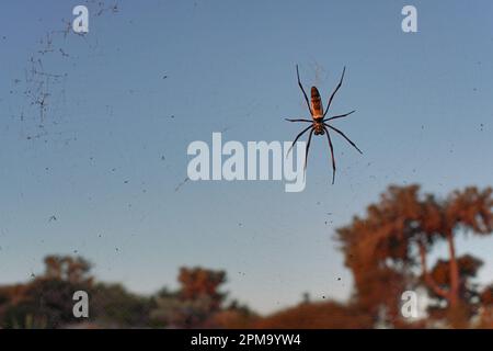 Femmina ragno tessitore di orbe dorate con zampe rosse - Nephila inaurata madagascariensis, che riposa sul suo nido, sole pomeridiano su cespugli sfocati sullo sfondo Foto Stock