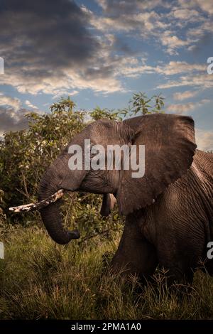Grande toro di elefante africano grigio selvaggio nella savana nel Parco Nazionale del Serengeti, Tanzania, Africa Foto Stock