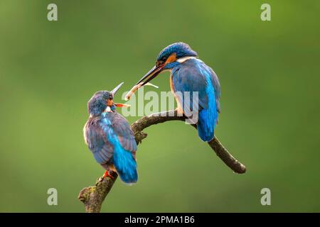 Martin pescatore comune (Alcedo atthis), maschio che alimenta giovani uccelli, Renania settentrionale-Vestfalia, Germania Foto Stock