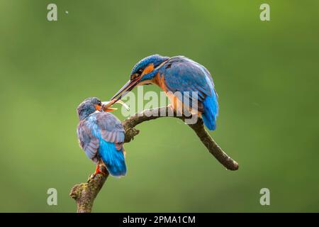 Martin pescatore comune (Alcedo atthis), maschio che alimenta giovani uccelli, Renania settentrionale-Vestfalia, Germania Foto Stock