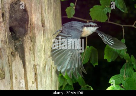 Nuthatch eurasiatico (Sitta europaea), decollo dal buco di allevamento, Sennestadt, Renania settentrionale-Vestfalia, Germania Foto Stock