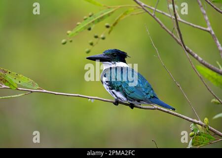 Amazon Kingfisher (Chloroceryle amazona), adulto su ramo, Pantanal, Mato Grosso, Brasile, Sud America Foto Stock