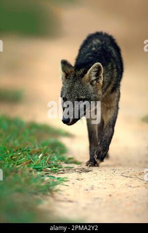 Volpe da granchio (Cerdocyon thous), Pantanal, Mato Grosso, Brasile, Sud America Foto Stock