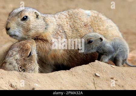 Cane di prateria dalla coda nera (Cynomys ludovicianus), adulto con giovane a den, Northamerica Foto Stock