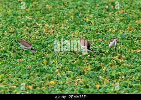 Jacana wattled (jacana jacana), gruppo, giovani, subadulti, foraging, In acqua, Pantanal, Mato Grosso, Brasile Foto Stock