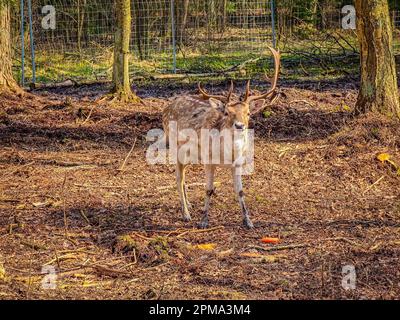 Foto ravvicinata di un giovane e carino cervo solitario con corna grandi nella natura selvaggia Foto Stock