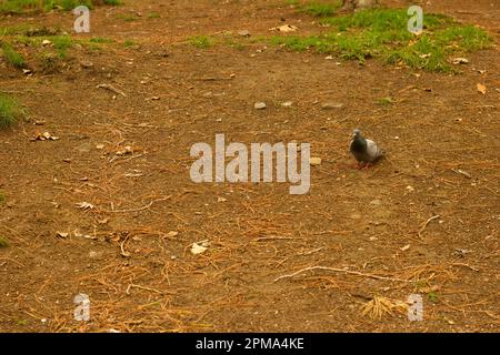 Bird colomba a piedi nel parco Foto Stock