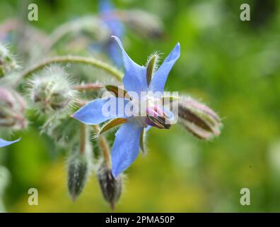 In estate, la borragine (Borago officinalis) cresce in natura Foto Stock