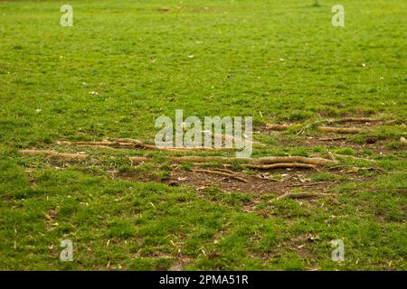 radici di albero nel parco Foto Stock