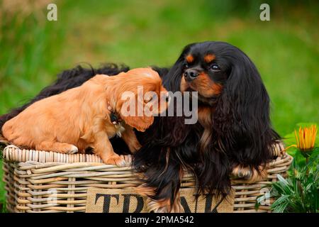 Cavalier re Carlo Spaniel, nero-e-marrone e rubino, maschio e cucciolo, 6 settimane Foto Stock