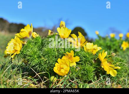 Adonis vernalis, occhio del fagiano a Perchtoldsdorf, Austria Foto Stock