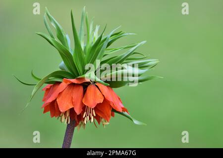Fritillaria imperialis, la corona imperiale Foto Stock