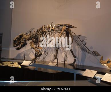 La struttura scheletrica di un Pachyrhinosaurus al Royal Tyrrell Museum di Drumheller, Alberta, Canada. Foto Stock