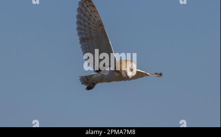 Gufo di fienile che vola in giro alla ricerca di una volata per il pranzo Foto Stock