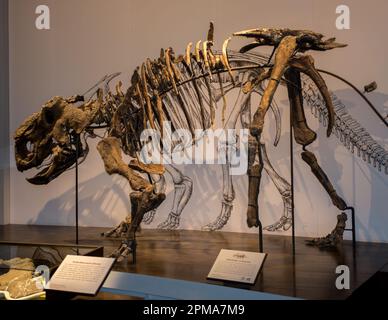 La struttura scheletrica di un Pachyrhinosaurus al Royal Tyrrell Museum di Drumheller, Alberta, Canada. Foto Stock