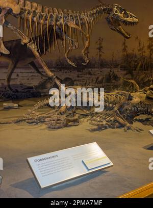 La struttura scheletrica di un gorgosauro al Royal Tyrrell Museum di Drumheller, Alberta, Canada. Foto Stock