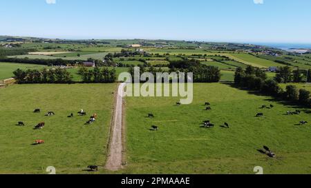 Campi pittoreschi in una giornata di sole estate. Animali nel pascolo. Paesaggio agricolo. Bestiame, vista dall'alto. Verde campo di erba sotto il cielo blu Foto Stock