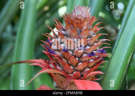 Primo piano di un giovane frutto di ananas (ananas comosus) con fiori individuali di colore viola fiorente Foto Stock