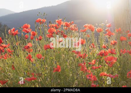 Papaveri in un campo al tramonto sulle montagne in una giornata di sole e nebbia. Primavera. Foto Stock