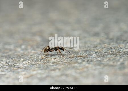 Piccola formica nera che attraversa un piatto di pietra Foto Stock