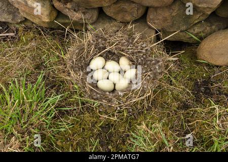 Il nido d'anatra di Mallard era fiancheggiato da erba secca e piume di piuma e riempito con 8 uova. Il nido è stato situato molto vicino ad una strada nello Yorkshire Dales W. Foto Stock