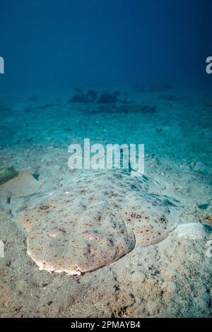 Pacific angelshark (Squatina californica), Santa Catalina Island, California, Stati Uniti, Oceano Pacifico Foto Stock