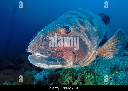 Spigola nera gigante, Stereolepis gigas, nota testa ricoperta di copepodi parassiti, Catalina Island, California Foto Stock