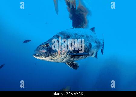 Spigola nera gigante, Stereolepis gigas, Catalina Island, California Foto Stock