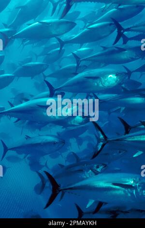 Tonno rosso del Pacifico, Thunnus orientalis, tonno penning, allevato in una penna offshore per crescere più rapidamente e più ingrasso per un migliore valore di mercato, 40 m Foto Stock