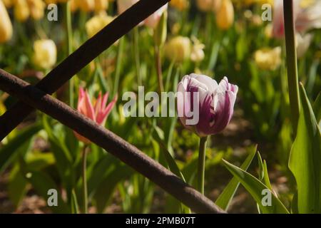 Fiore di tulipani, che significa primavera con la mano della madre natura in bellezza ed eleganza. Giardino, ricco di colori e vita. Foto Stock