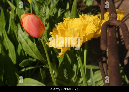 Fiore di tulipani, che significa primavera con la mano della madre natura in bellezza ed eleganza. Giardino, ricco di colori e vita. Foto Stock