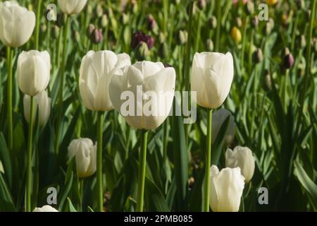 Fiore di tulipani, che significa primavera con la mano della madre natura in bellezza ed eleganza. Giardino, ricco di colori e vita. Foto Stock