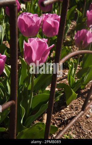 Fiore di tulipani, che significa primavera con la mano della madre natura in bellezza ed eleganza. Giardino, ricco di colori e vita. Foto Stock