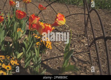 Fiore di tulipani, che significa primavera con la mano della madre natura in bellezza ed eleganza. Giardino, ricco di colori e vita. Foto Stock