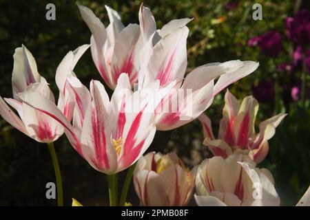 Fiore di tulipani, che significa primavera con la mano della madre natura in bellezza ed eleganza. Giardino, ricco di colori e vita. Foto Stock