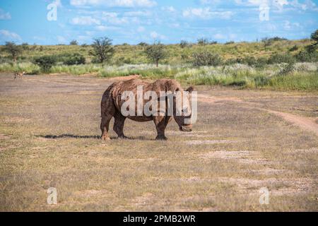 Un rinoceronte bianco fangoso in piedi nel mezzo di un campo. Foto Stock