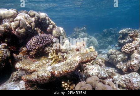 Mostra come vivono coralli di pietra (Acropora spp.) crescono in cima a colonie erose morte (trasformate in rocce calcaree). Foto dalla barriera corallina poco profonda Foto Stock