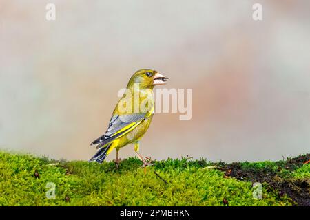 Primo piano di una greenfinch foraging, Chloris chloris, in piedi disteso su una superficie mossy con un seme di girasole nel suo becco contro luce sfocata Foto Stock