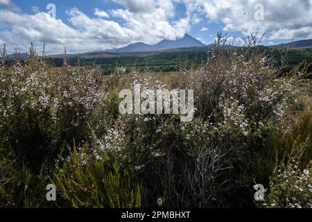 Manuka in fiore nel Parco Nazionale di Tongariro, Isola del Nord, Nuova Zelanda Foto Stock