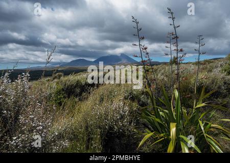 Manuka e harakeke (lino neozelandese) in fiore nel Parco Nazionale di Tongariro, Isola del Nord, Nuova Zelanda Foto Stock