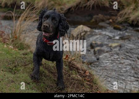 Il cocker nero spaniel lavorava accanto ad un ruscello che indossava un collare rosso e con il naso coperto di terreno Foto Stock