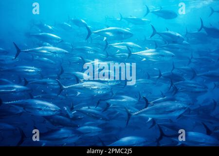 Tonno rosso del Pacifico, Thunnus orientalis, scolarizzazione, rete cianciera, offshore, Baja California, Messico, Oceano Pacifico Foto Stock