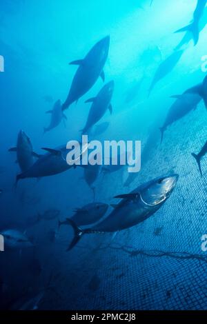 Tonno rosso del Pacifico, Thunnus orientalis, scolarizzazione, operazioni di raccolta penna, offshore, Baja California, Messico, Oceano Pacifico Foto Stock