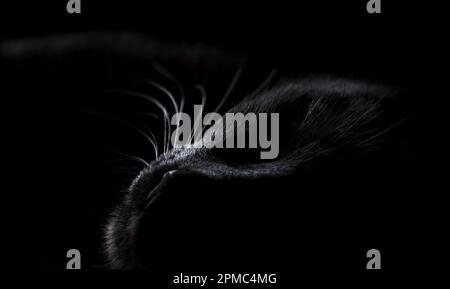 primo piano di un gatto nero addormentato in toni bassi, monocromatico, scuro, nero in nero, tagliato Foto Stock