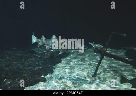 Squalo nuotare in un acquario con fondo sabbioso e un'ancora a grandezza naturale. Foto Stock