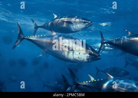Tonno rosso del Pacifico, Thunnus orientalis, tonno penning, allevato in una penna offshore per crescere più rapidamente e più ingrasso per un migliore valore di mercato, Coro Foto Stock
