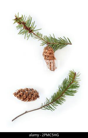 Piccoli rami di abete Douglas con coni isolati su fondo bianco in composizione piatta. Formato verticale con spazio per il testo. Foto Stock